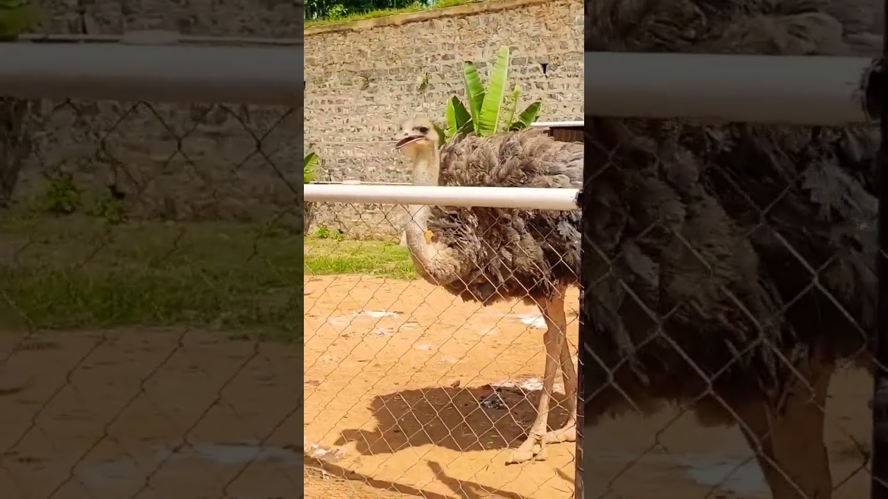 #travelcapture#ostrich