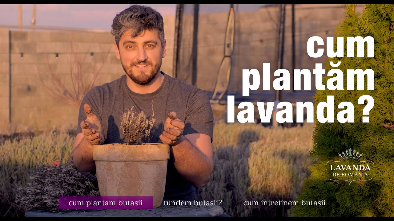 Cum plantăm butașii de lavandă?