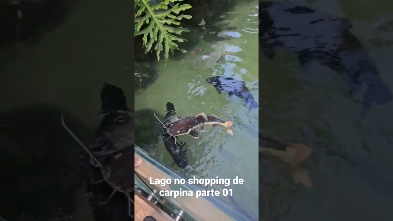 só monstro no lago do shopping carpina parte 1 