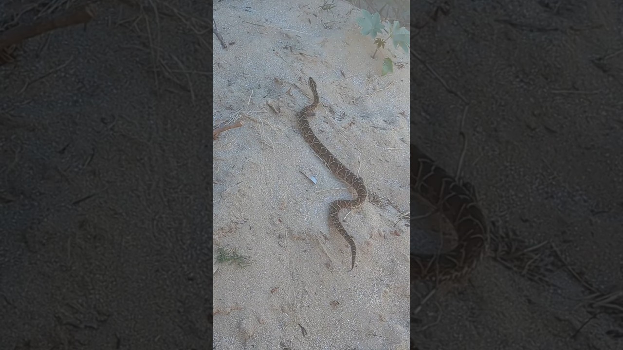Almost stepped on the deadliest snake of Uruguay 😱