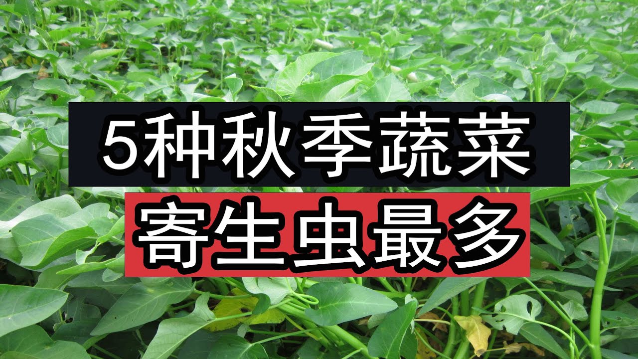 这5种秋季蔬菜含“寄生虫”最多，会得寄生虫病，大厨教你清洗方法，才能安全食用。这种寄生虫叫姜片虫，以前是一种流行寄生虫病，良好的卫生习惯才能保证家人健康，怎么清洗和处理才能避免呢？水生蔬菜都有的通病