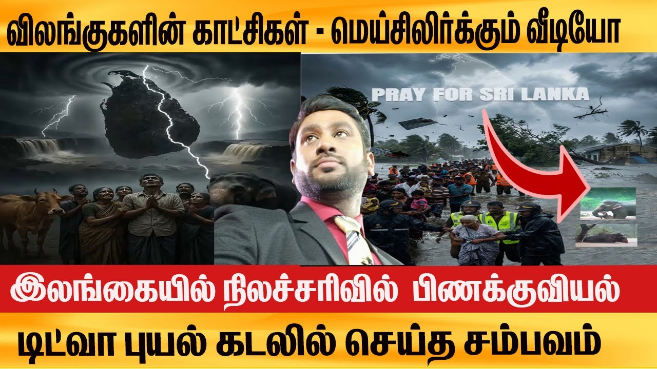 இலங்கையில் டயர் ட்யூபில் மக்கள் செய்த காரியம் என்ன? Animals videos மெய்சிலிர்க்கும் Ditwah NEWS SEA