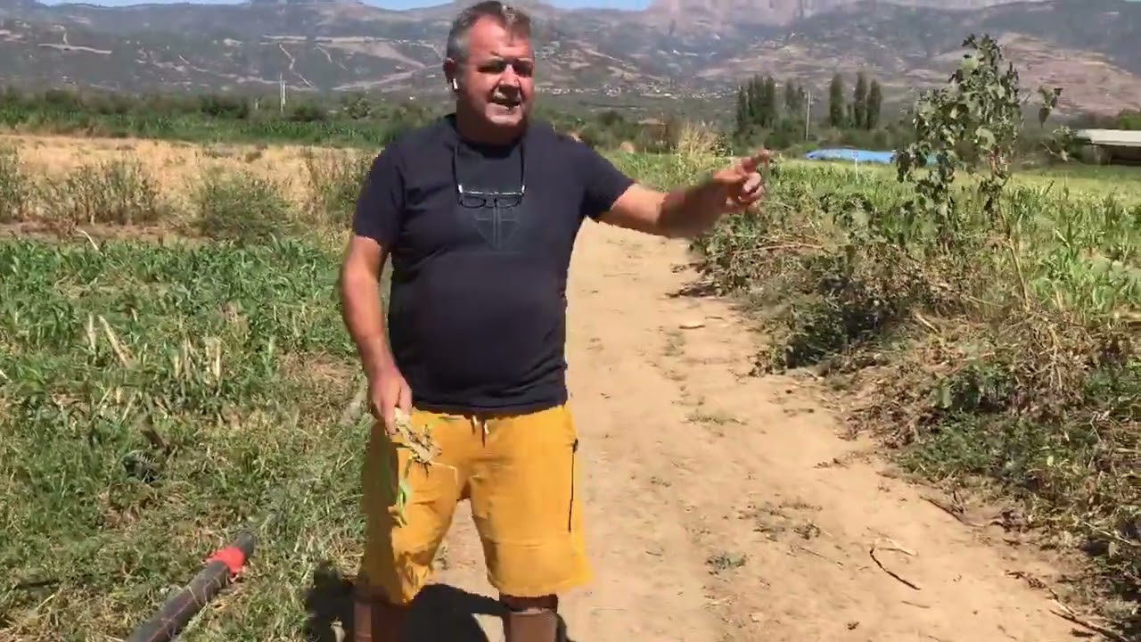 ÖDEMİŞ MARALFALFA HASADINDAN 7 GÜN SONRA, TRAKTÖRLERİN  EZDİĞİ TARLANIN SON DURUMU