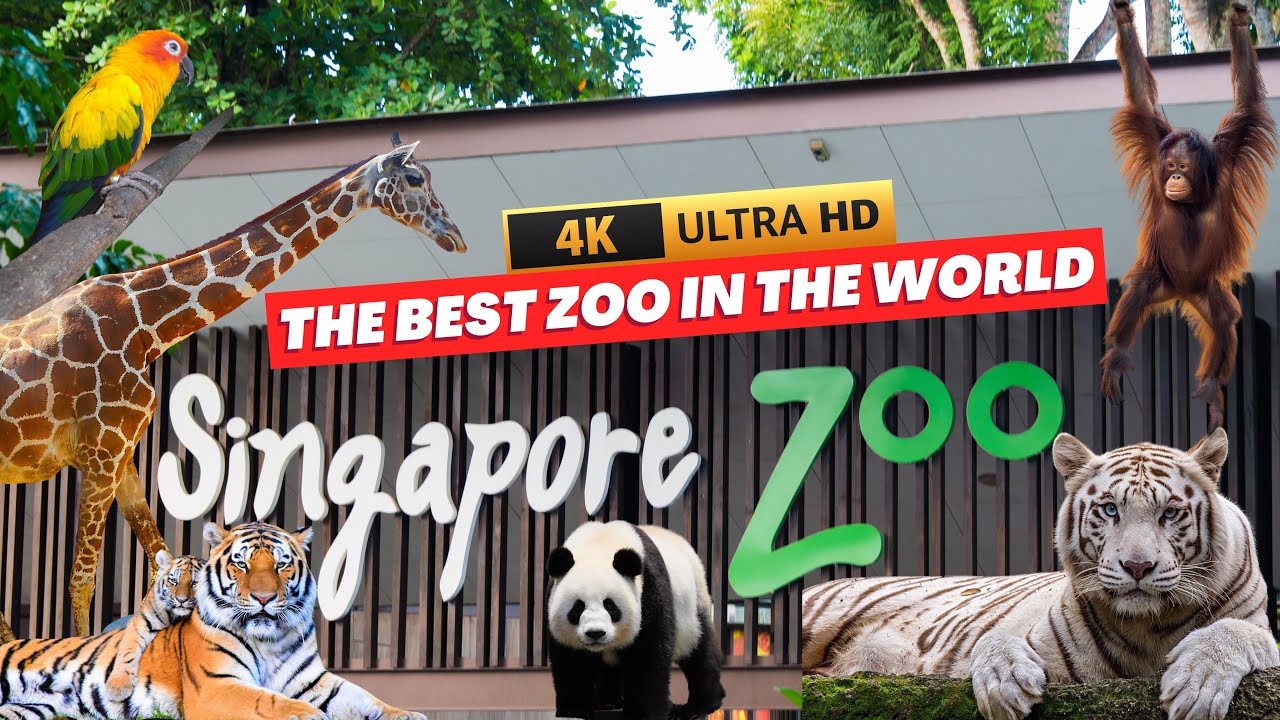 Singapore Zoo | Full Tour Best Zoo in Asia | Singapore Adventure | Singapore Zoo Tour 2025 Full HD