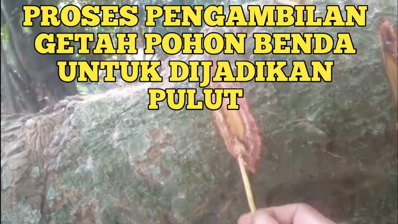 PROSES PENGAMBILAN GETAH POHON BENDA UNTUK DIJADIKAN PULUT