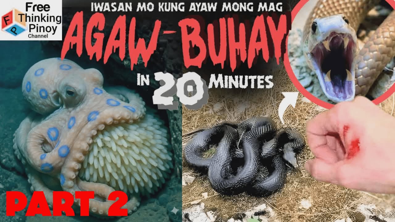 NEW🌟 Pogita at TAIPAN Pinaka makamandag na Hayop | Part 2 most venomous animals