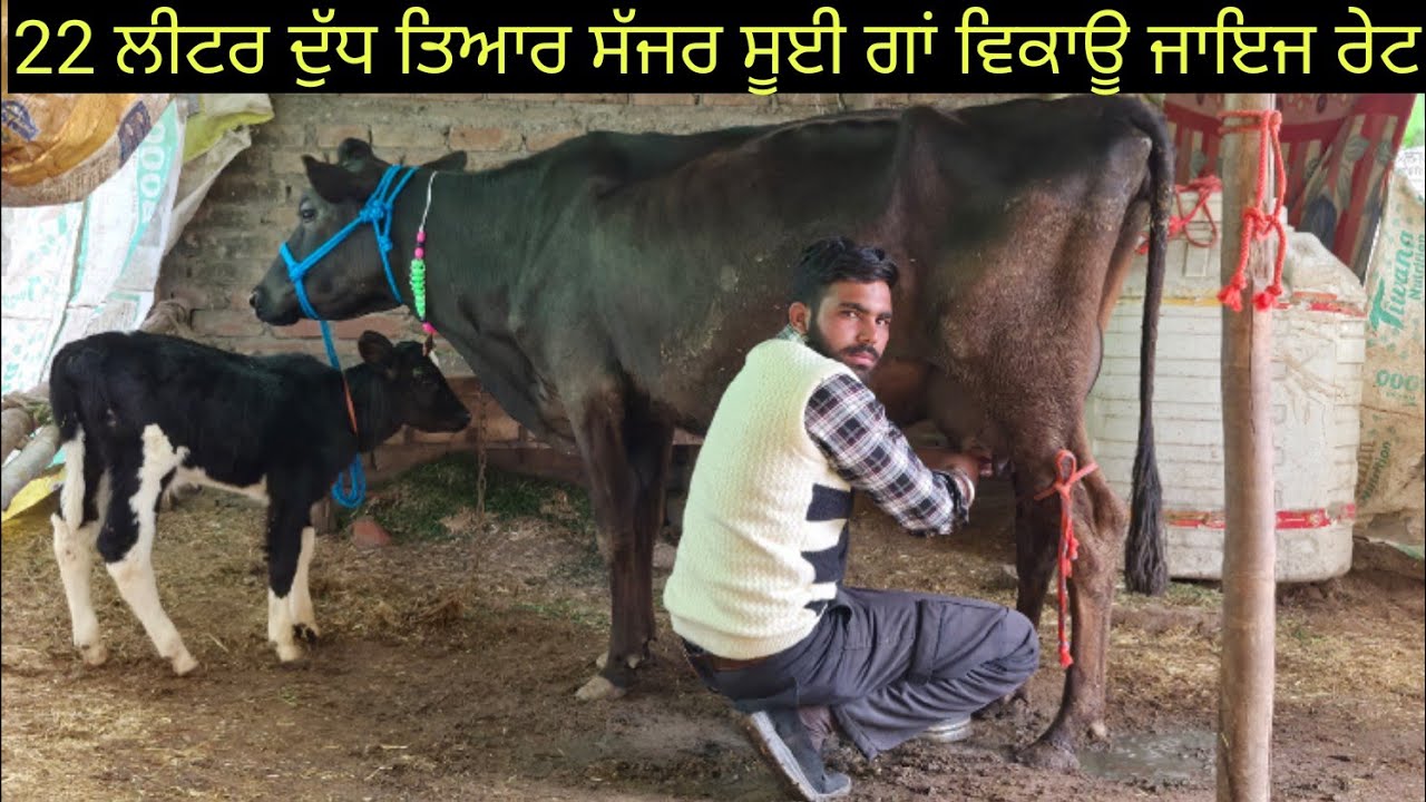 #ਸੱਜਰ ਸੂਈ ਗਾਂ ਵਿਕਾਊ ਜਾਇਜ ਰੇਟ one cow for sale #best #qulity #top #cow #sale #viralvideo #shere 