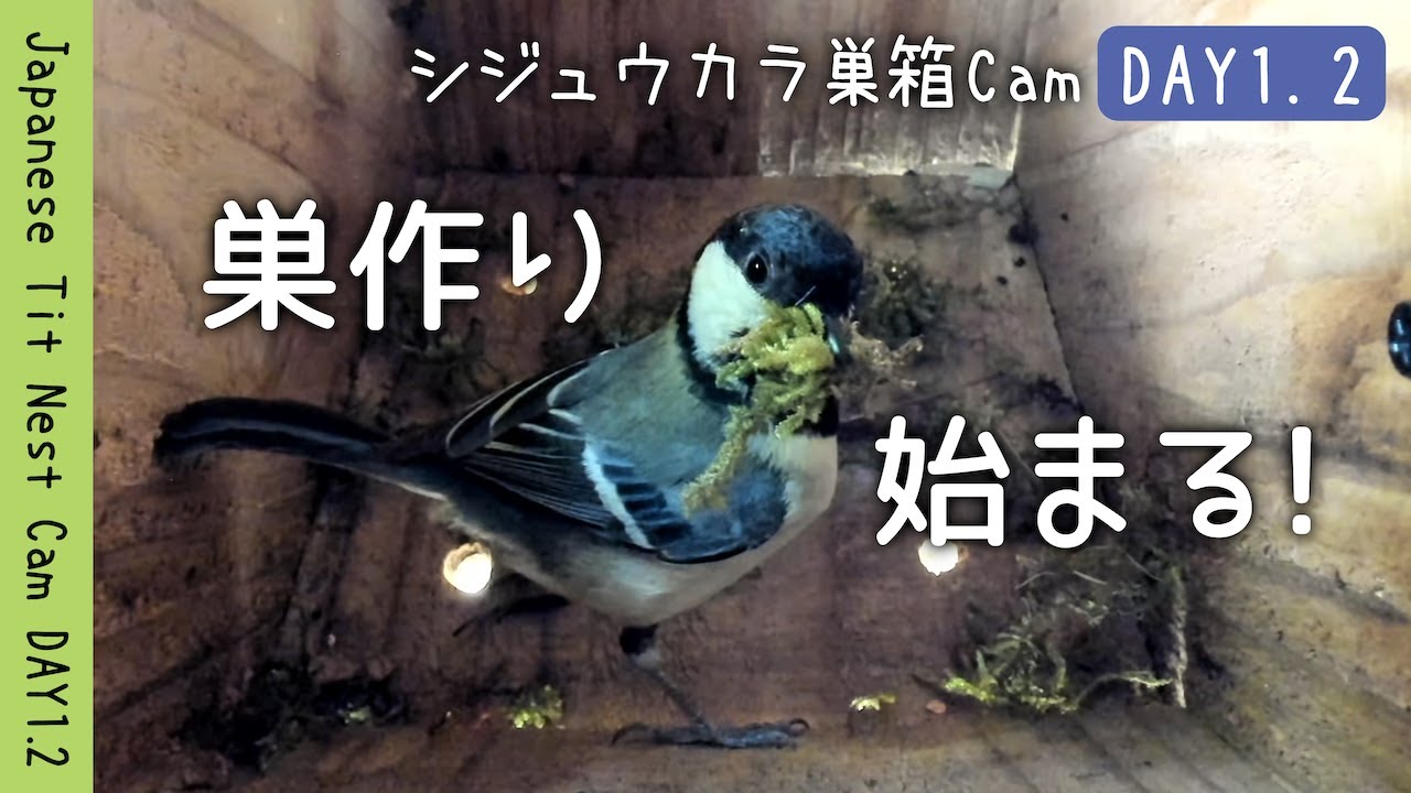 巣の土台が１日で完成！メスの超高速建築術 | シジュウカラ巣箱Cam DAY1 Part2