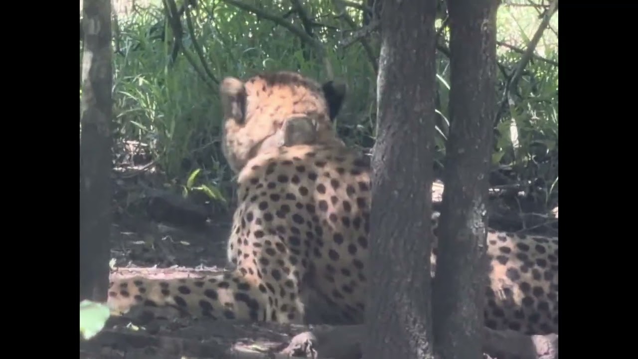 Our first cheetah cub at Thula Thula, Malaika 