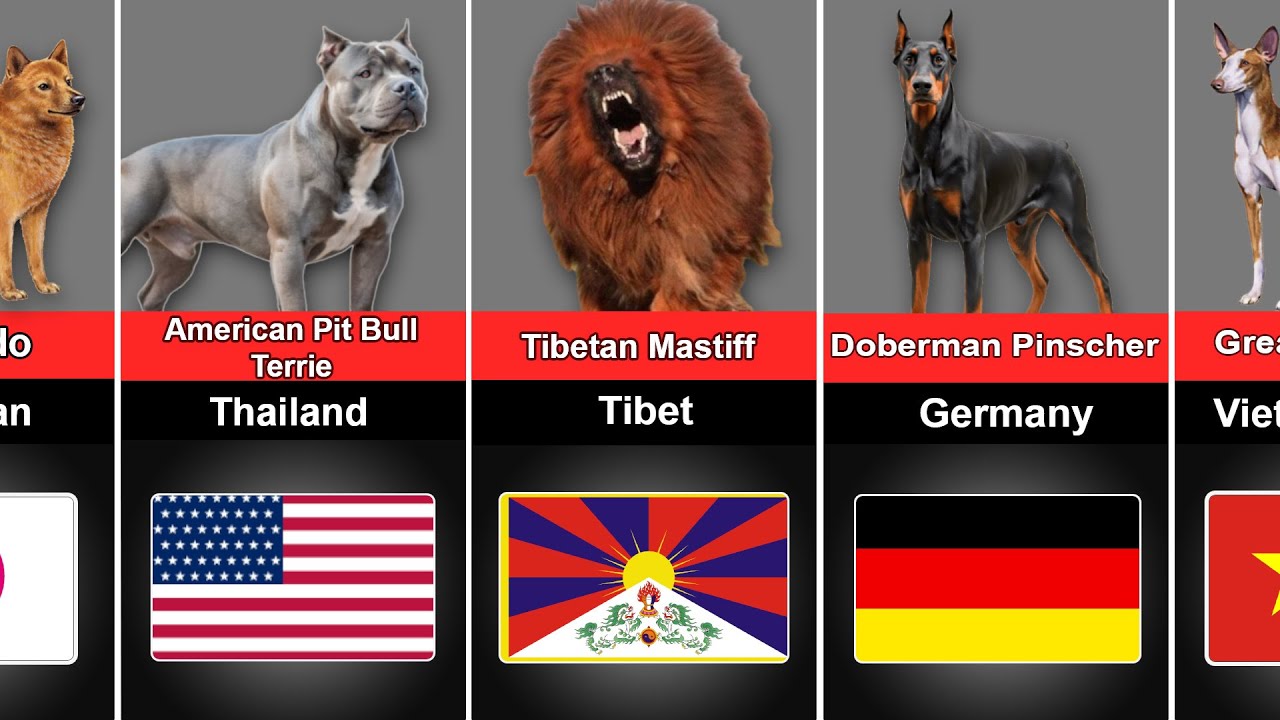 Surprising Facts About Dog Breeds From Different Countries