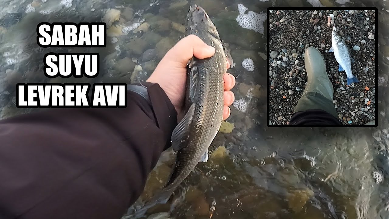 Sabah Suyu Levrek avı |LRF Su Üstü Levrek Avı| #fishing #seabass #lrfavı |
