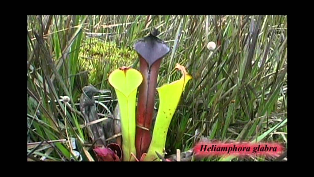 Heliamphora glabra und mehr auf dem Wei Tepui. Mit Stewart McPherson (Deutsche Sprache).