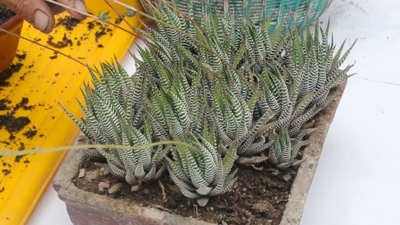 Siembra de cactus despues de 7 dias