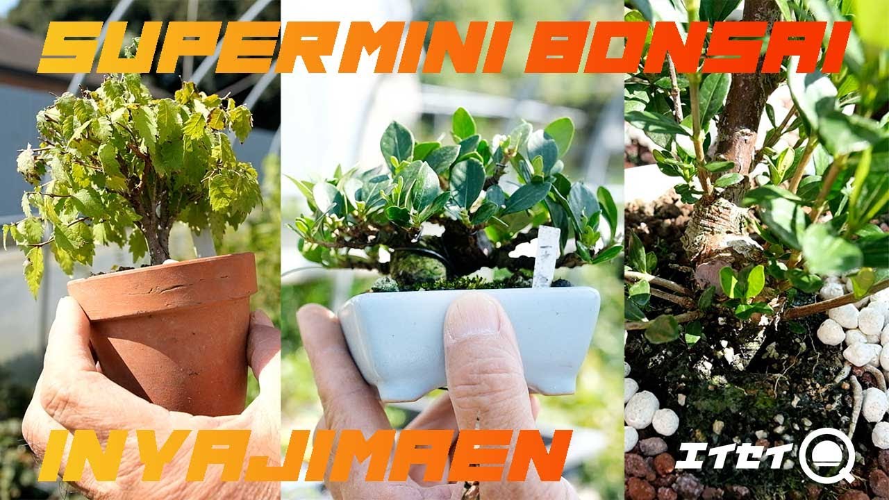 超ミニ盆栽のやじま園で椿や梔子、欅などの作り方を聞いてきました【エイセイQ】