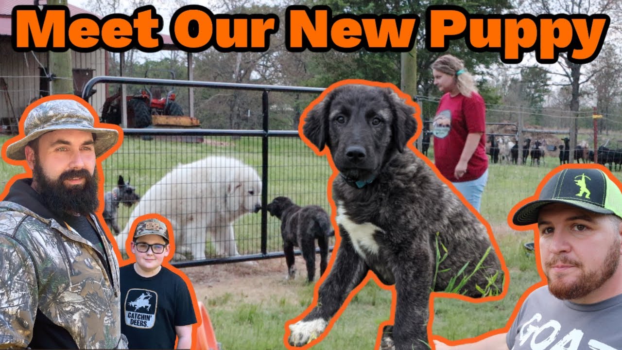 From The Blue Ridge Mountains To The Ozarks | The Amazing Journey Of Our New LIVESTOCK GUARDIAN DOG