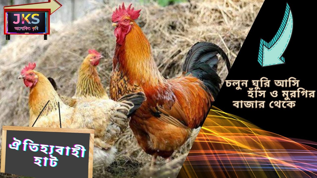 ঐতিহ্যবাহী  হাঁস মুরগির হাট (কালিয়াকৈর  হাঁস মুরগির হাট Kaliakair the duck the chicken #kaliakair