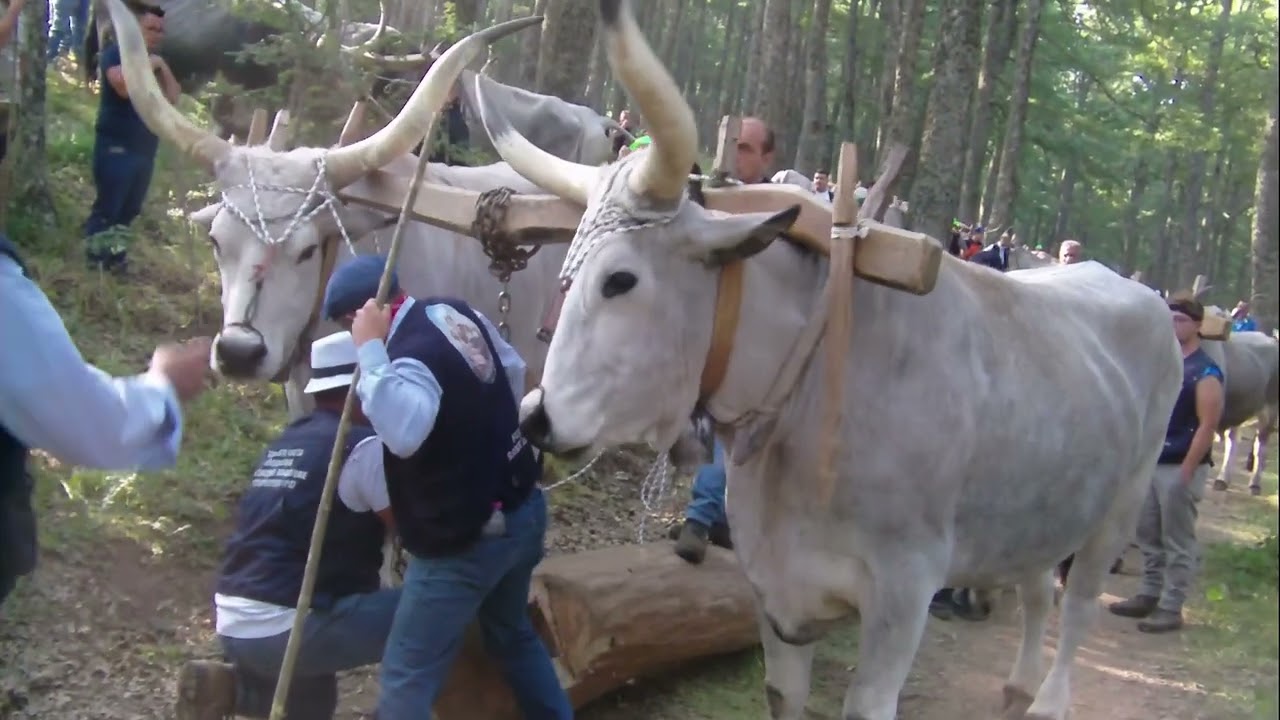 Il Mascio di Sant'Antonio 2025 Pietrapertosa
