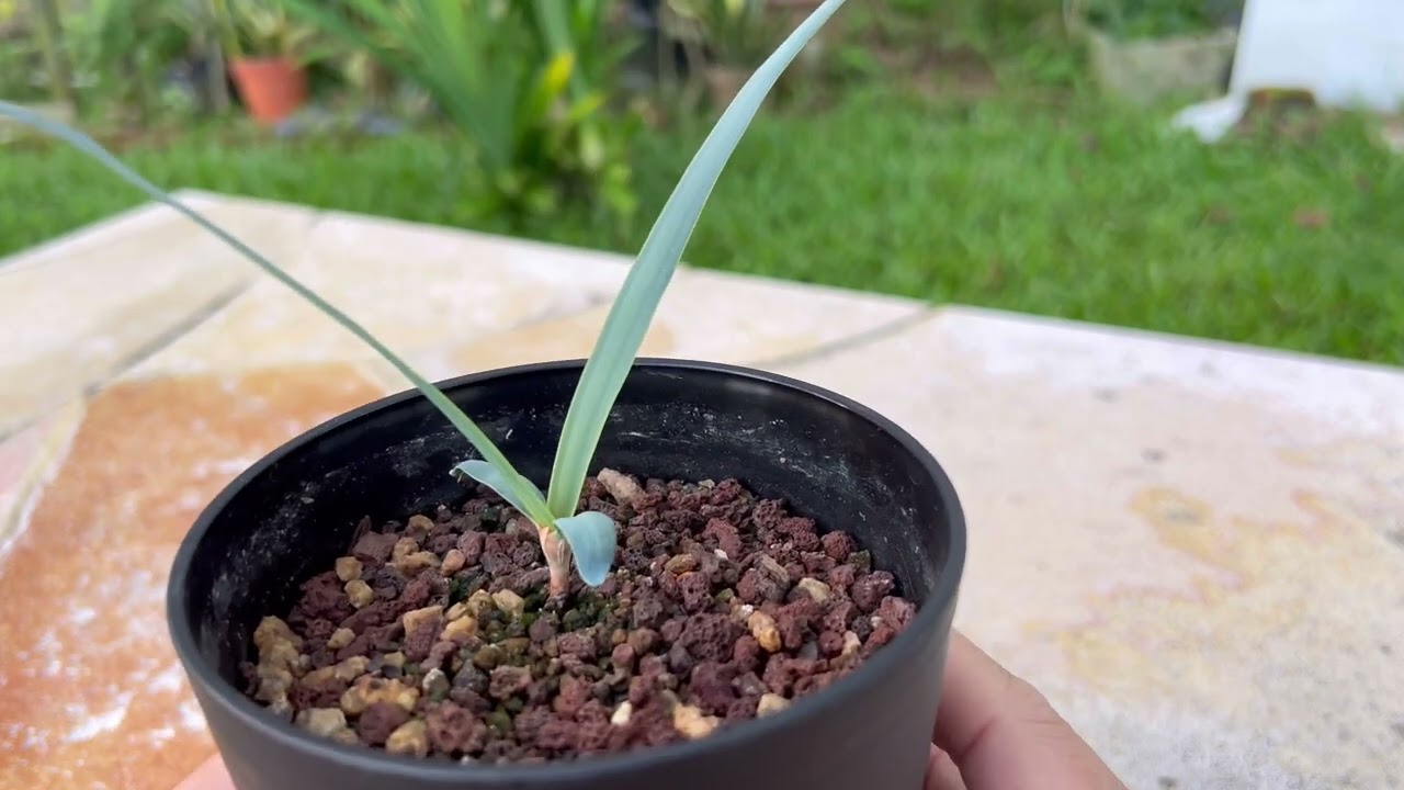 19 weeks old  Welwitschia mirabilis