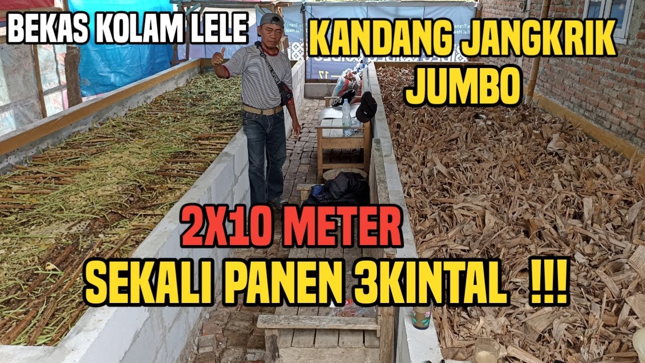 Ternak jangkrik pakai kandang bekas kolam lele ukuran jumbo