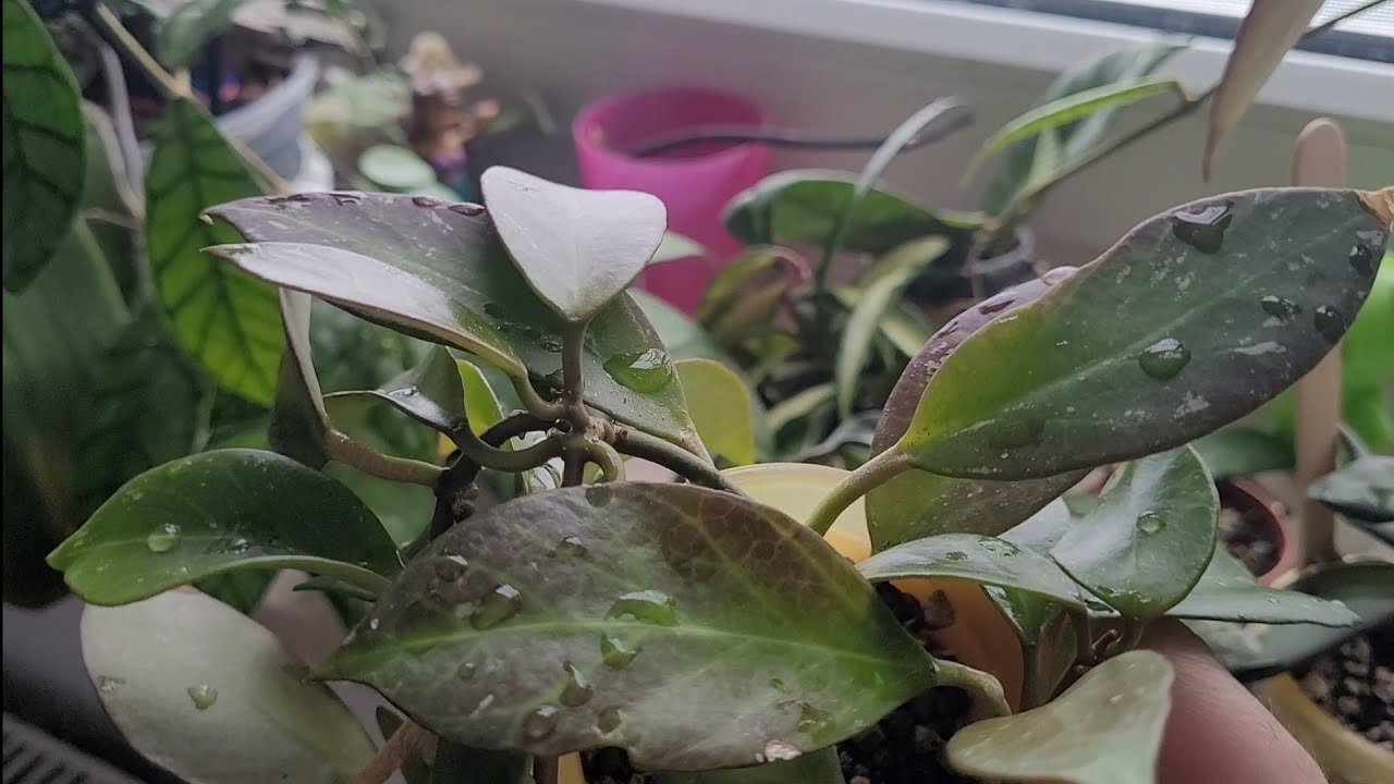 Ревизия моих хой.. Хоий слоны.. таких размеров я не ожидала..👀🪴🌱
