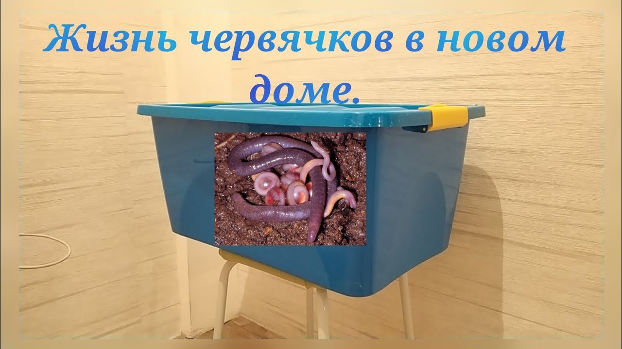 Вермиферма. Жизнь червячков в новом доме.