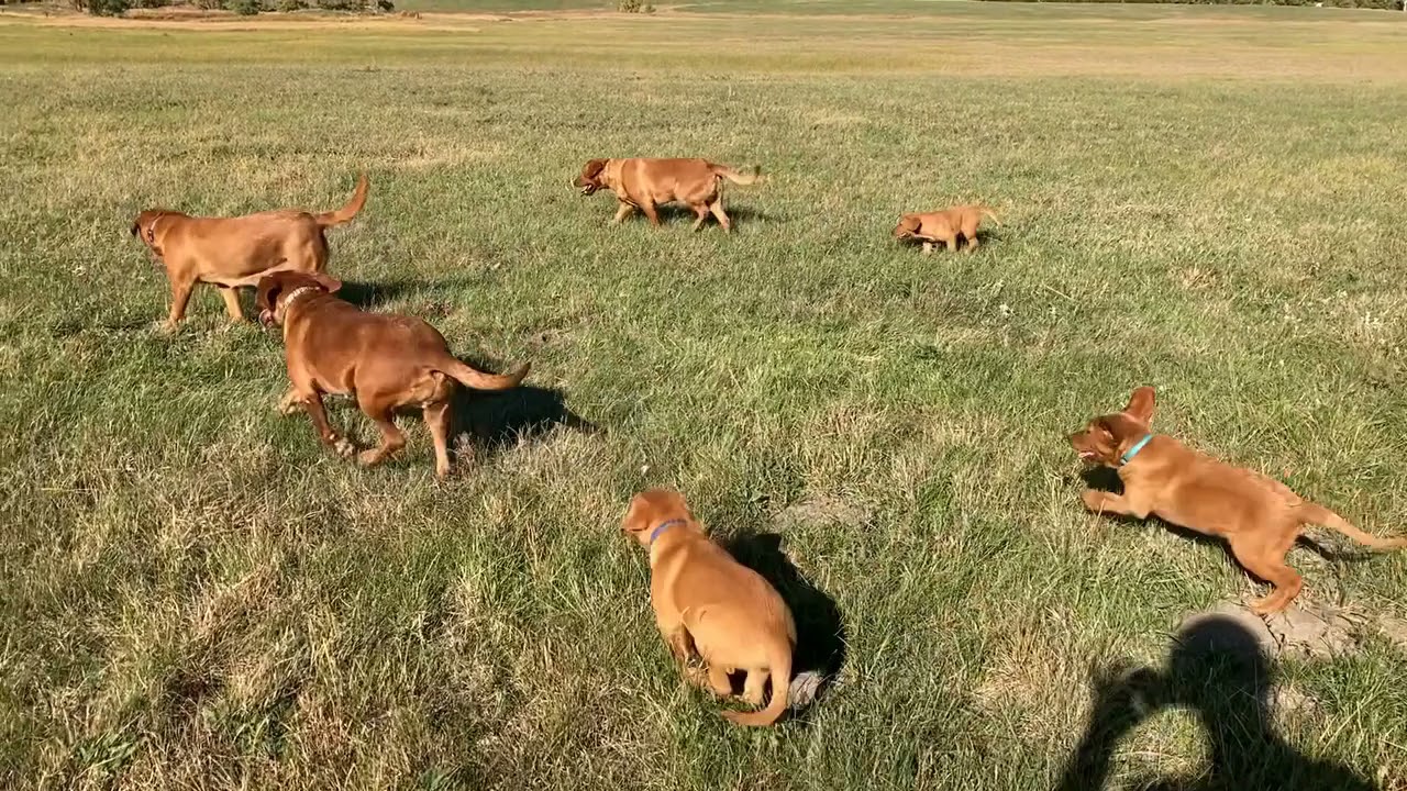 Hatchet Ranch Labs