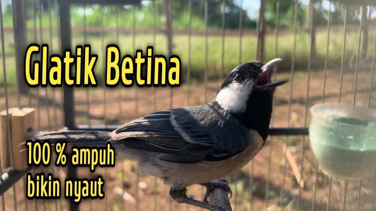 glatik betina memanggil jantan - pancingan agar gelatik batu ikut bunyi - perawatan glatik batu