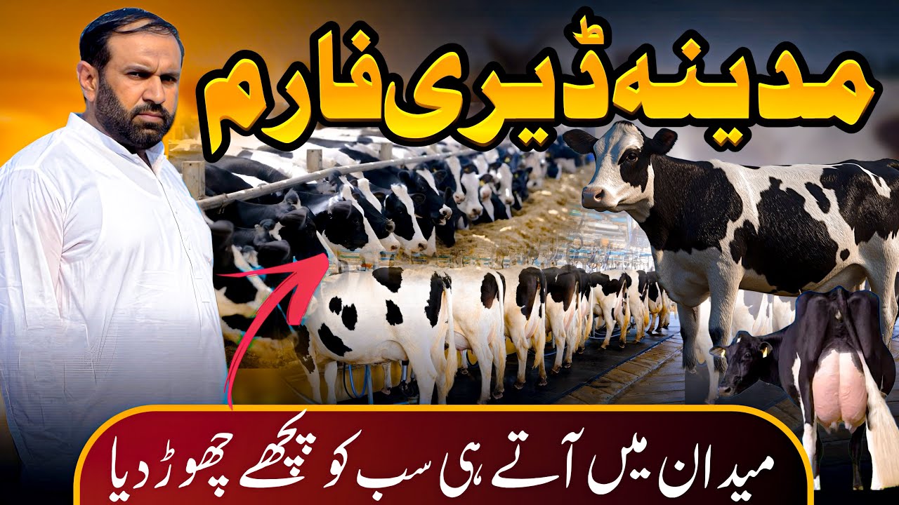 Madina Dairy Farm | HF cows | Australian cows | 50+ milking cows #janibest 