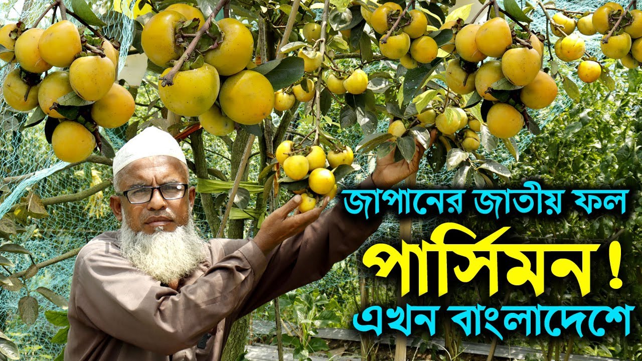জাপানের জাতীয় ফল পার্সিমন (Persimmon) এখন বাংলাদেশে | উদ্যোক্তার খোঁজে