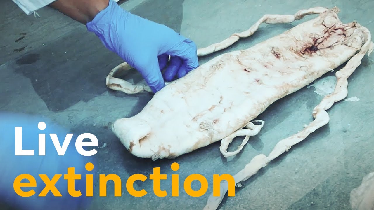 Why it Might be too Late for the Vaquita