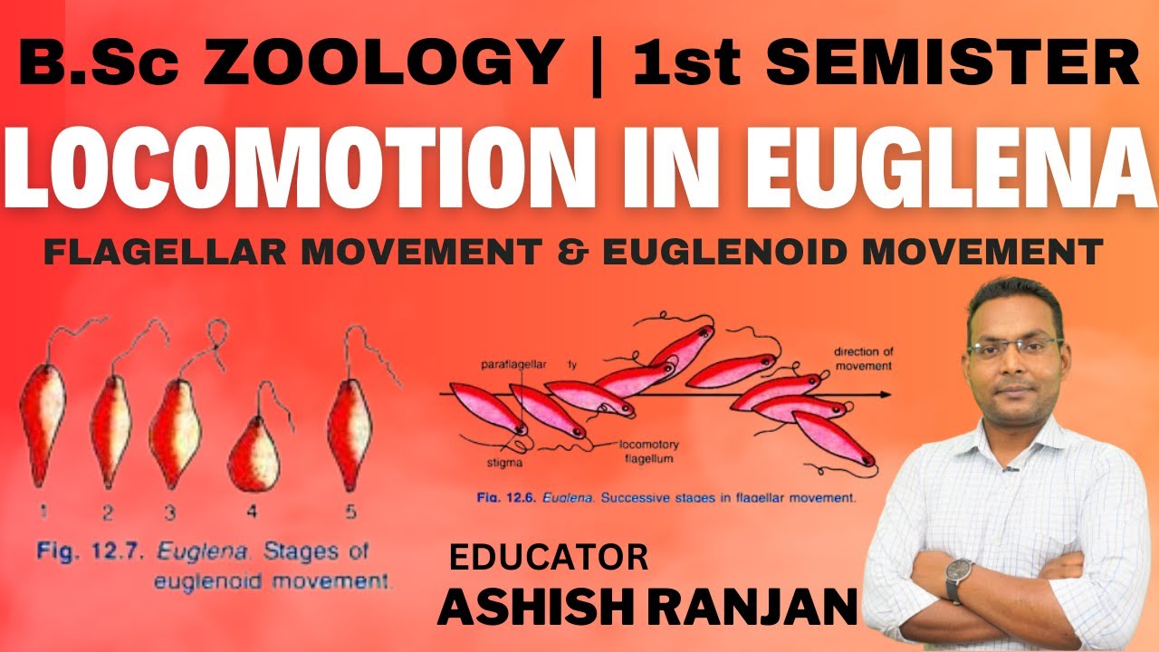 B.Sc ZOOLOGY | L-2 | LOCOMOTION IN EUGLENA