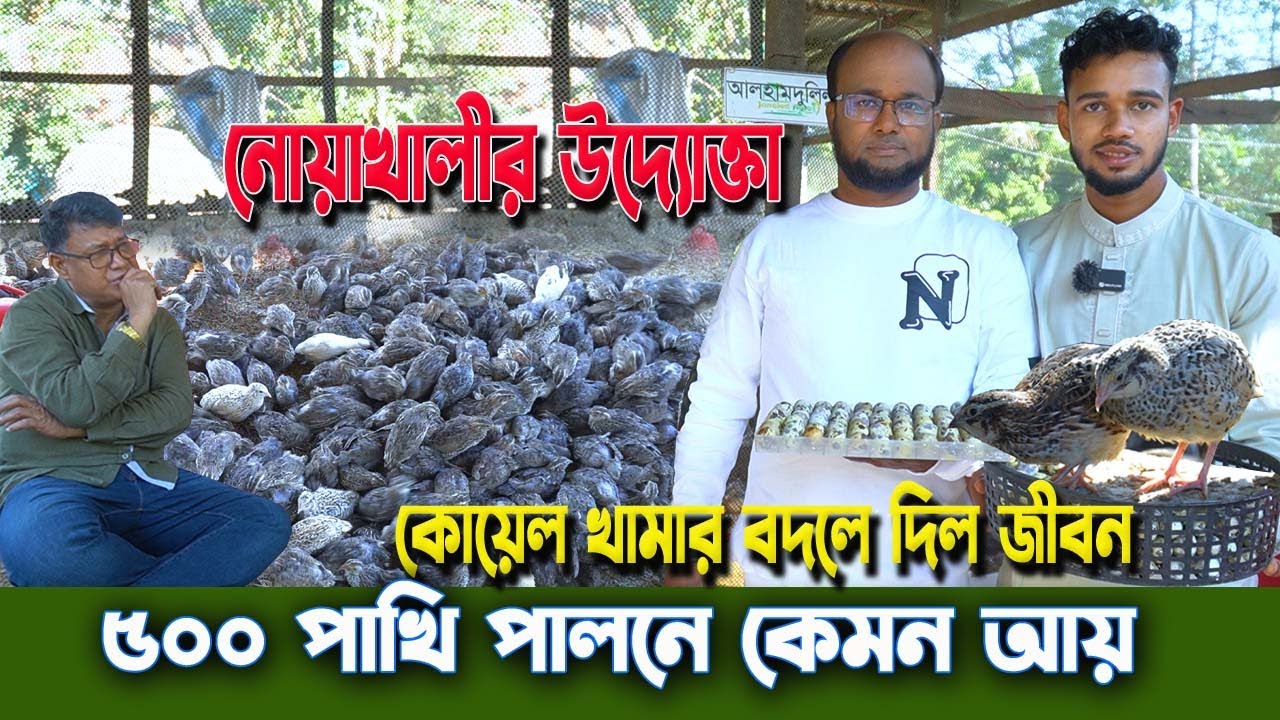 প্রবাস ফেরত লস আর হতাশা থেকে কোয়েল পাখি পালন—কোয়েল খামারেই বদলে গেল জীবন | নোয়াখালীর উদ্যোক্তা