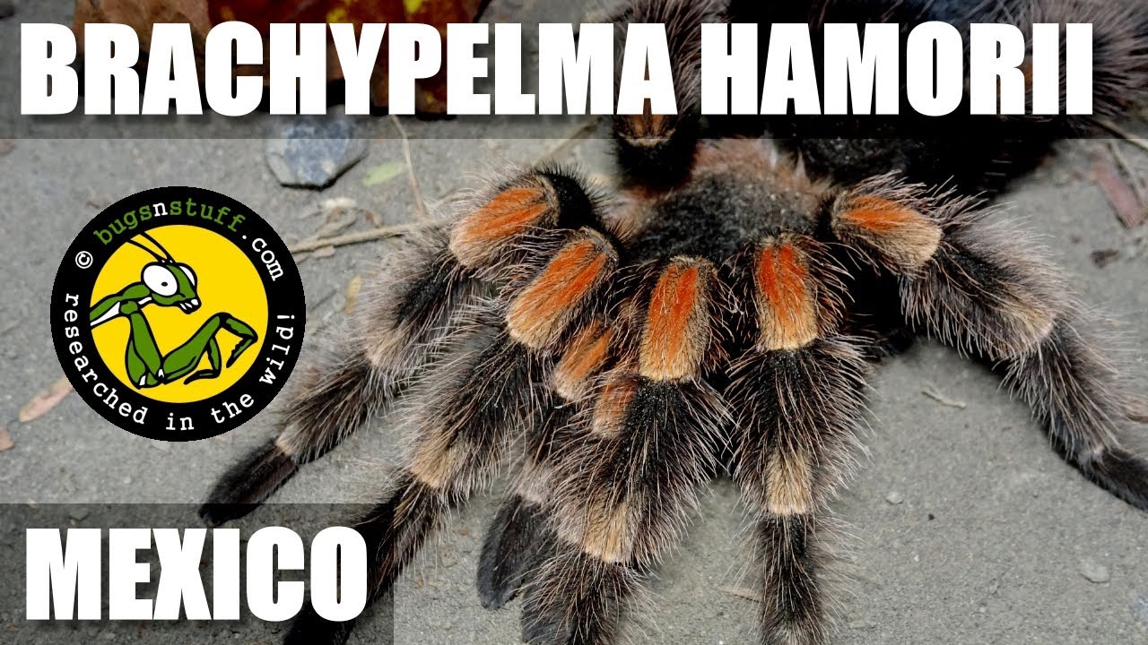Finding Brachypelma hamorii in Mexico