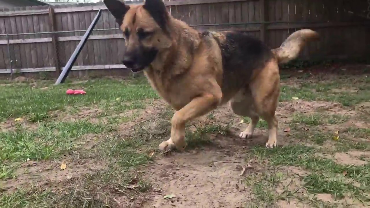 Pet Fox Gets A New Tunnel!