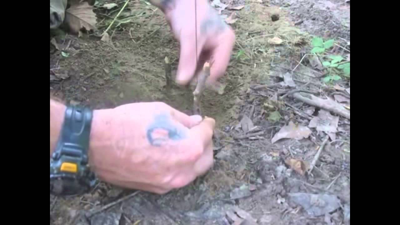 Come costruire una trappola per uccelli (modello americano)