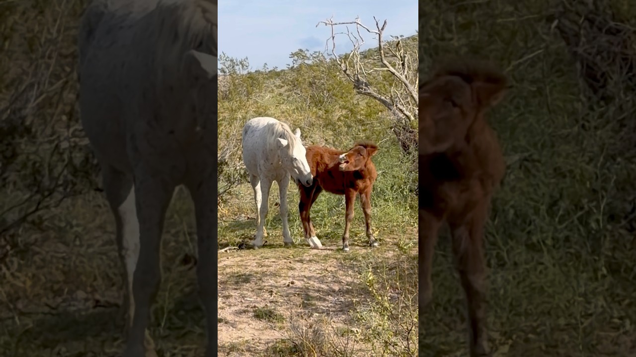 Wild horses stallion and colt behaviour don&rsquo;t bite me #horsevideo #animals #wildhorse #horse