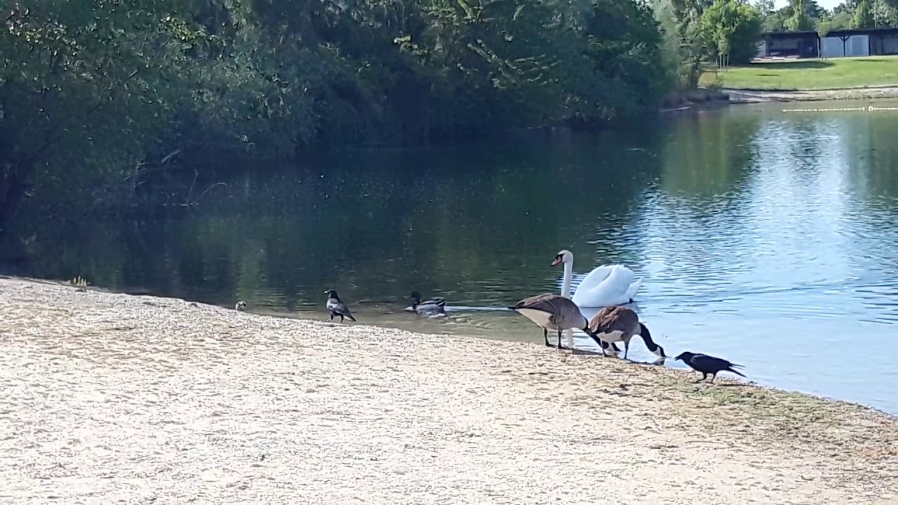 Rabe schnappt Nilgans k&uuml;ken und l&auml;sst es wieder fallen Strandbad Blies Ludwigshafen am Rhein