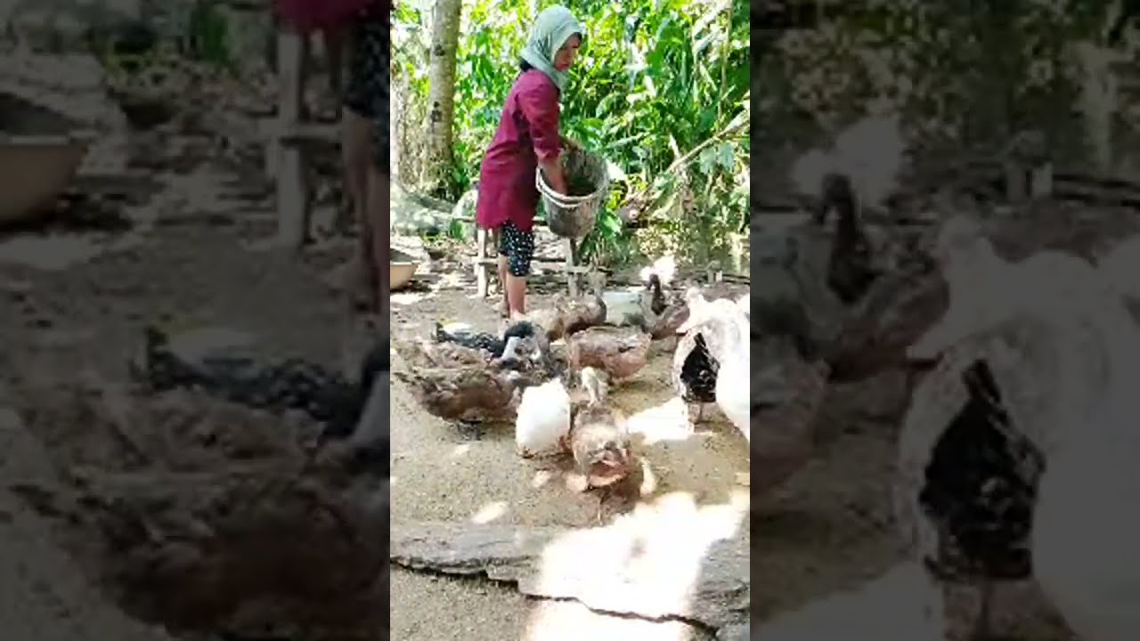 Kak yuni,Alam persawahan dan ternak. sedang live sekarang!