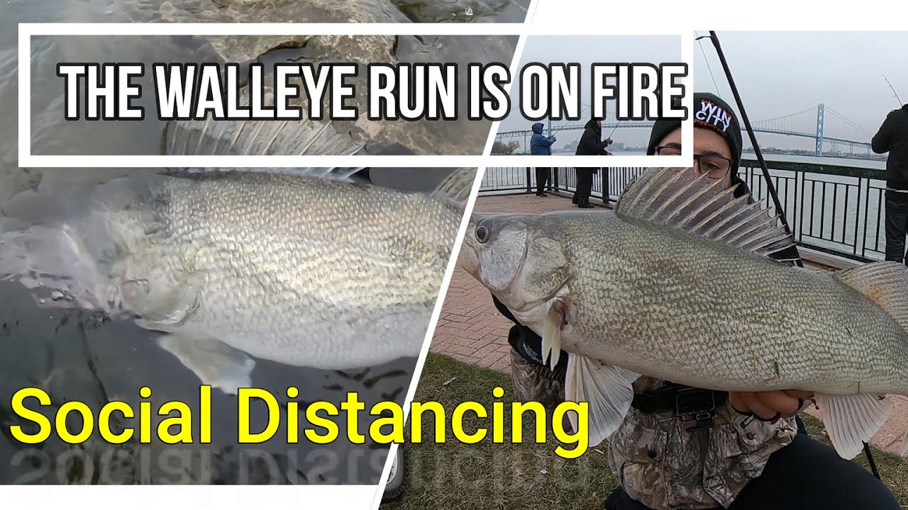 Detroit River shore GIANTS- Hot Spring walleye run action