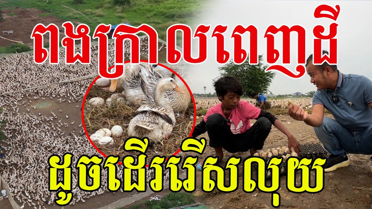 ពងក្រាលពេញដី ធំៗល្អសប្បាយរើសណាស់