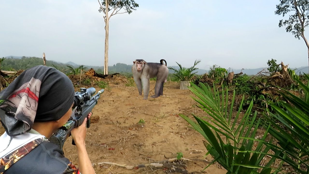 BERBURU ‼️ monyet ukuran jumbo terjebak di perkebunan petani..