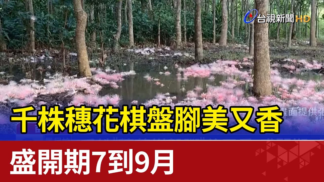千株「穗花棋盤腳」美又香 盛開期7到9月