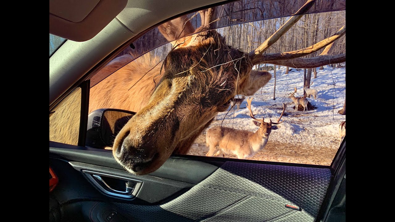 The Best Wildlife Park Ever, Parc Omega, Canada