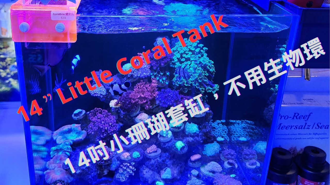14吋小珊瑚套缸😊不用生物環✌14 &rdquo; Little Coral Tank