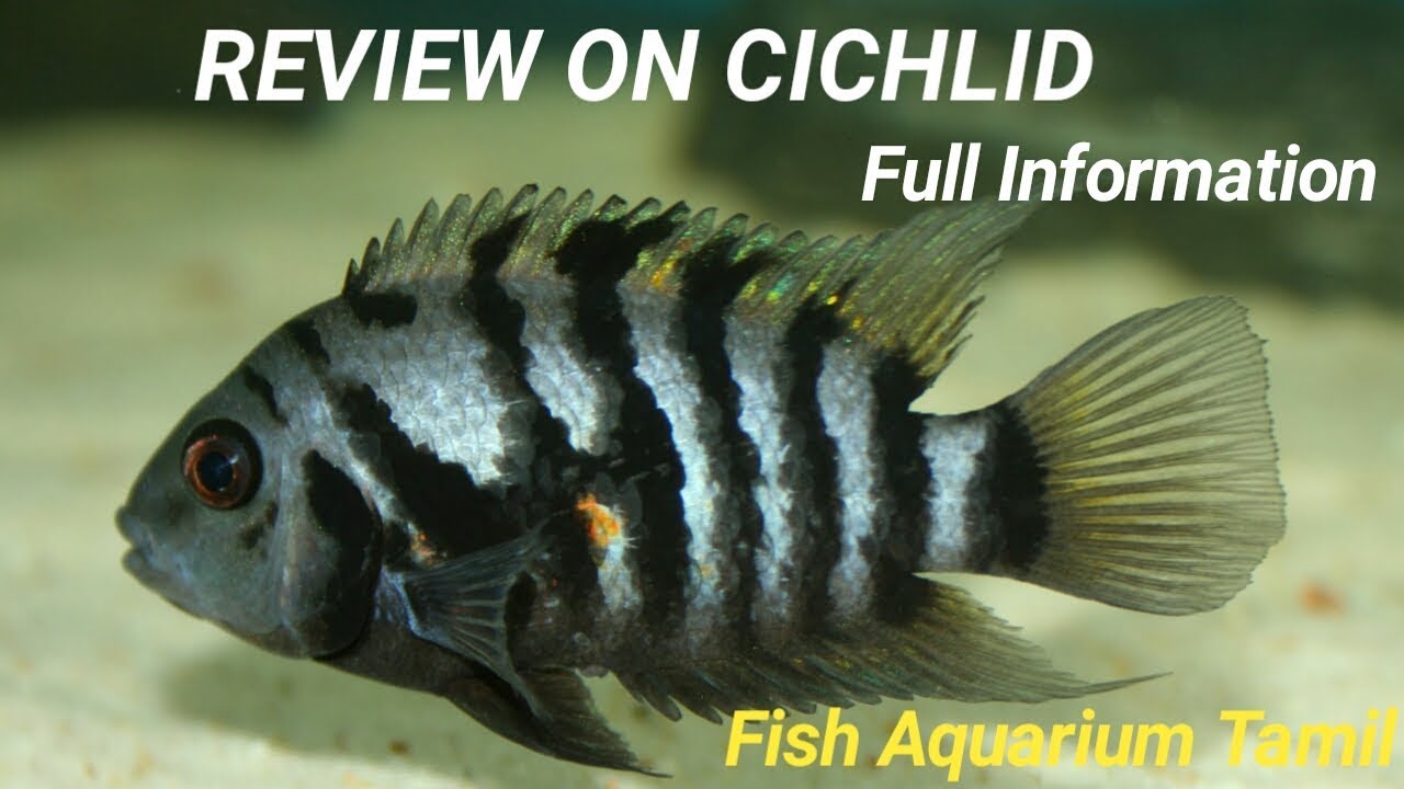 Cichlid Fish வளர்ப்பது பற்றி தெரிஞ்சிகோங்க Information cost , care , breeding / Fish Aquarium Tamil