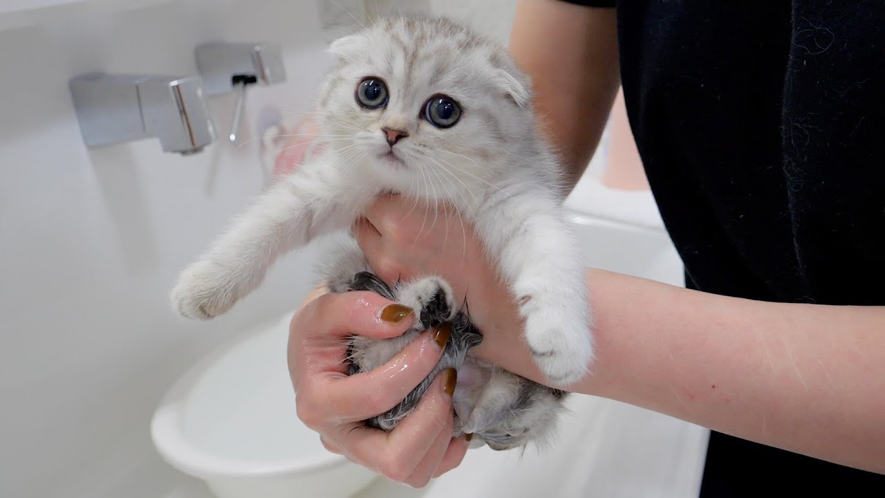 Котёнок, который слабеет, когда ему моют задницу, такой милый!