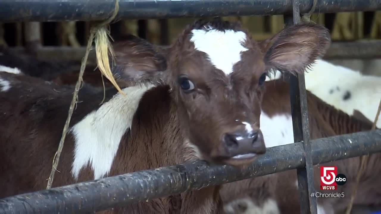 Cows and covered bridges in Stowe, Vermont