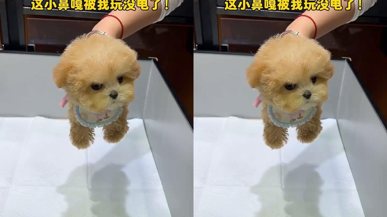 #马尔济斯犬 #泰迪熊   这小鼻嘎被我玩了一天玩没电了！
