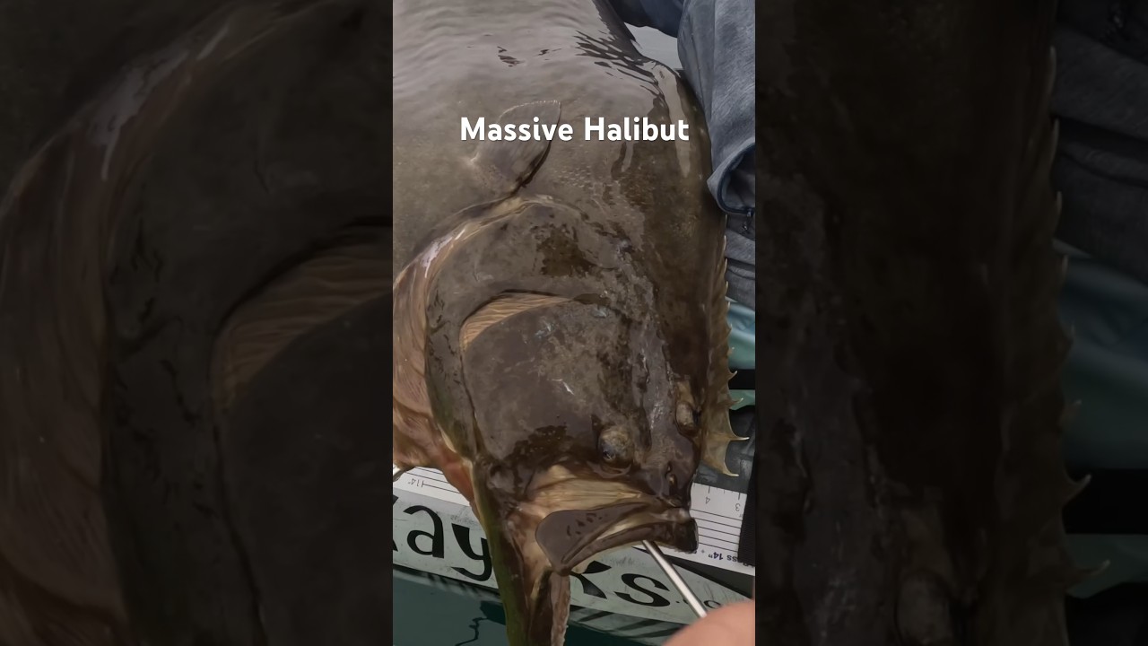 Monster Halibut caught on the Kayak in SoCal #bigfish #halibut #kayakfishing