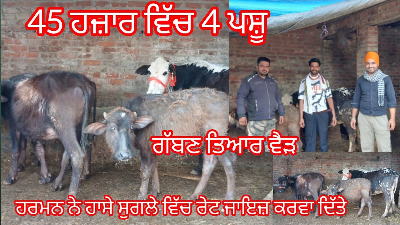 45 ਹਜ਼ਾਰ ਵਿੱਚ 4 ਪਸ਼ੂ ਹਰਮਨ ਨੇ ਦੜੇ ਵਾਲਾ ਰੇਟ ਕਰਵਾ ਦਿੱਤਾ ਲੁੱਟ ਲਓ ਮੇਲਾ /buffalo and cow for sale 